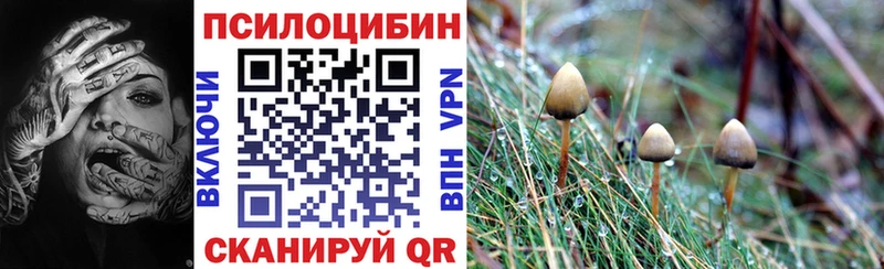 где купить   блэк спрут ТОР  shop официальный сайт  Кингисепп  Псилоцибиновые грибы MAGIC MUSHROOMS 